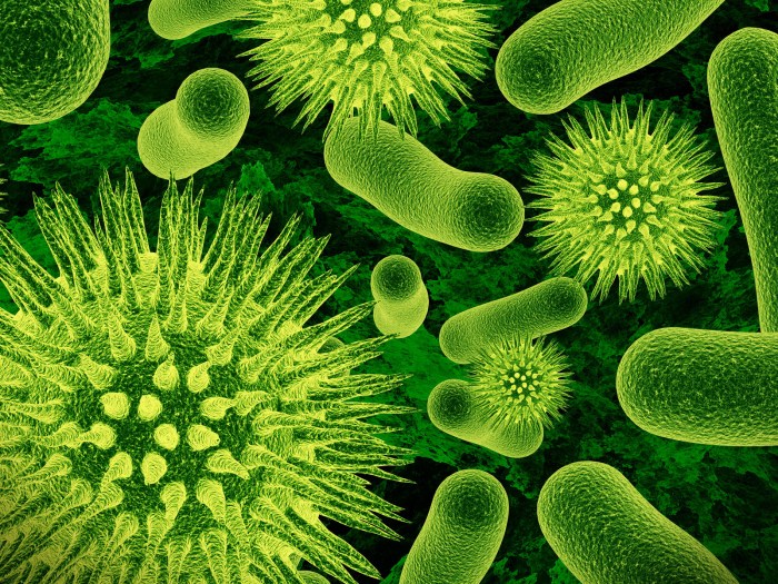 Is eubacteria multicellular or unicellular