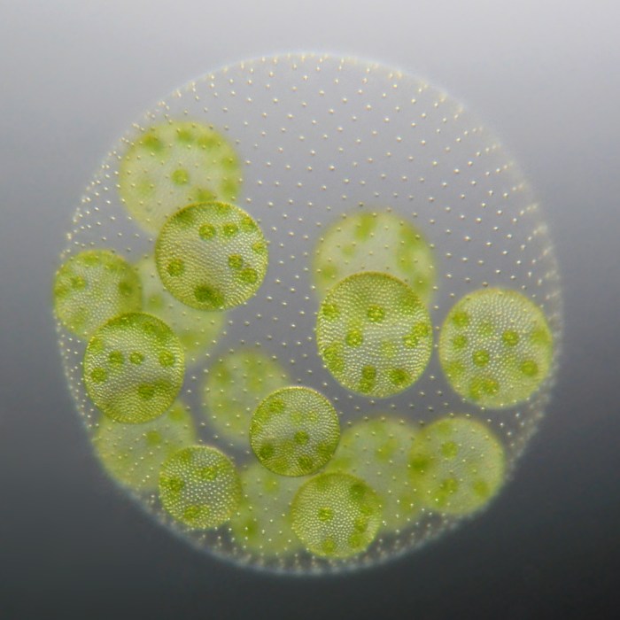 Microalga unicellular euglena gracilis dalton