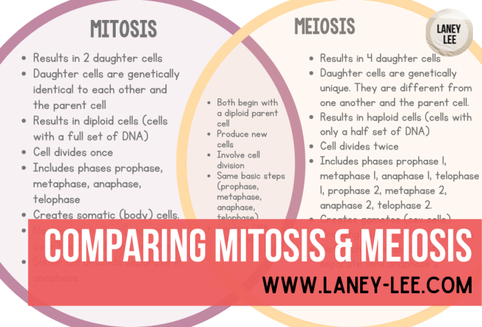 Meiosis practice worksheet answer key