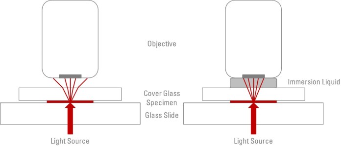 Microscopy oil immersion lab mcgraw hill