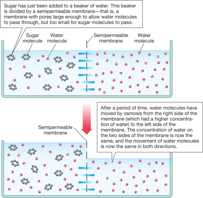 A simcell with a water permeable membrane