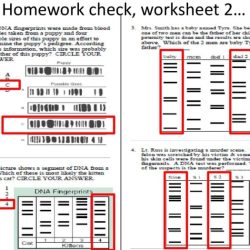 Dna profiling worksheet answer key