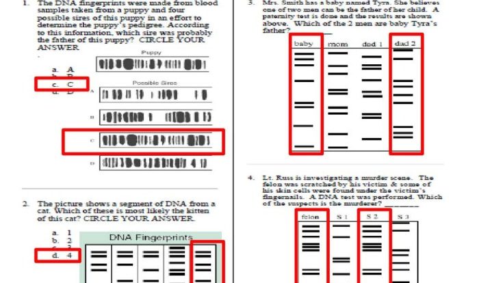 Dna profiling worksheet answer key