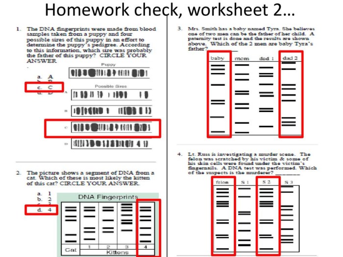 Dna profiling worksheet answer key