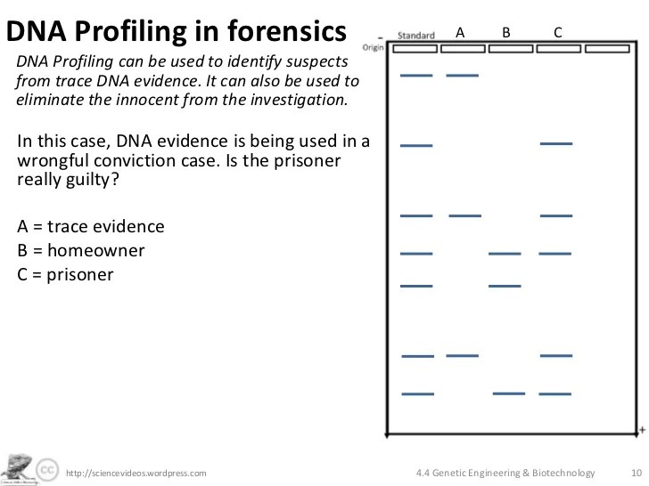 Dna profiling worksheet answer key