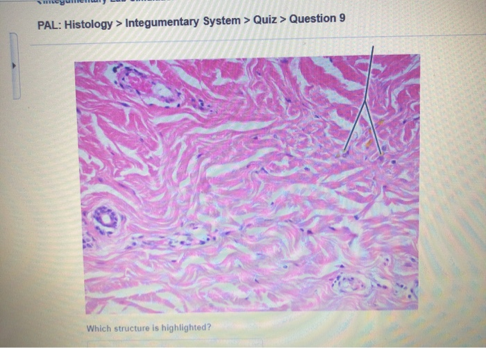 Pal histology integumentary system quiz