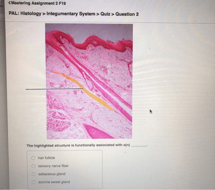 Pal histology integumentary system quiz