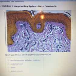 Integumentary histology pal highlighted transcribed