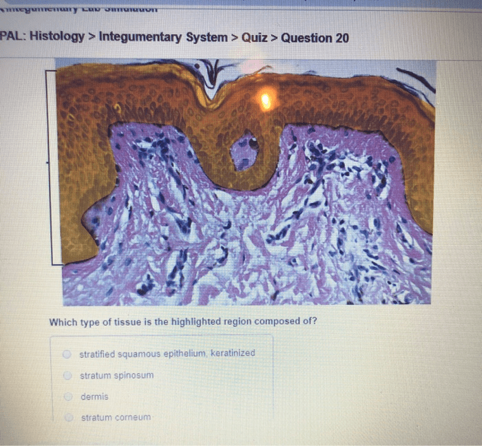 Integumentary histology pal highlighted transcribed