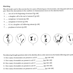 Meiosis practice worksheet answer key