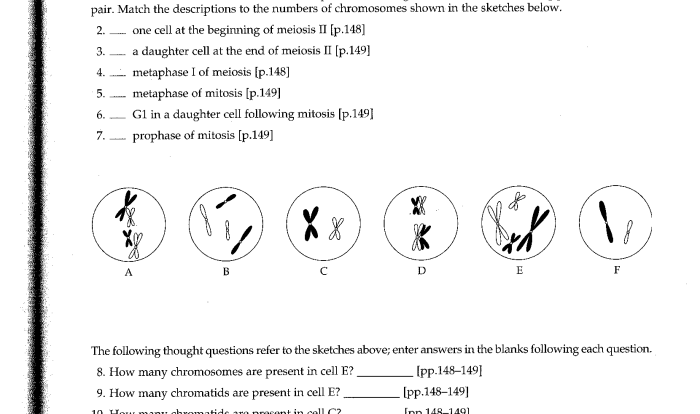 Meiosis practice worksheet answer key