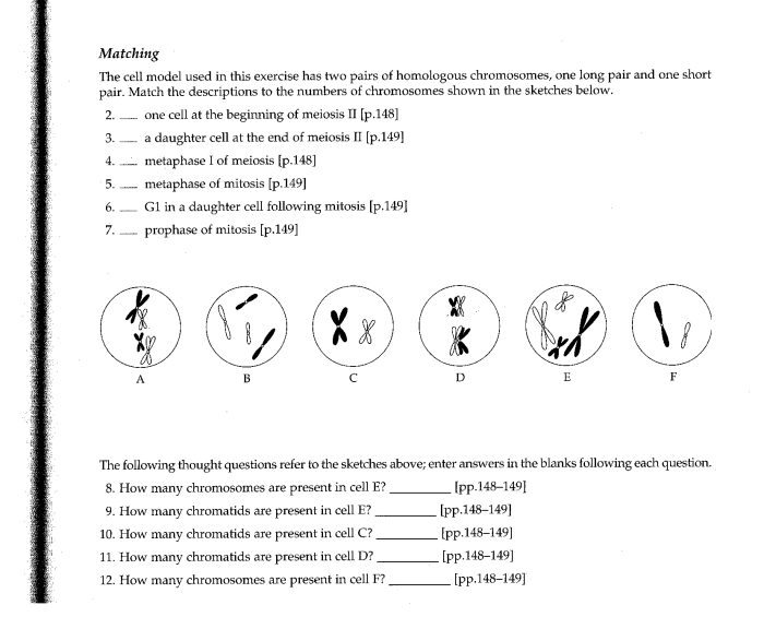 Meiosis practice worksheet answer key