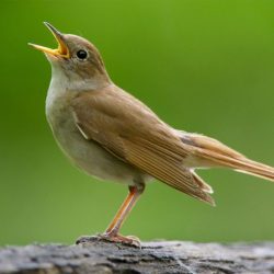 Nightingales male nightingale sing songs