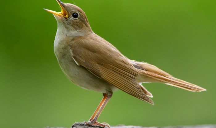 Nightingales male nightingale sing songs