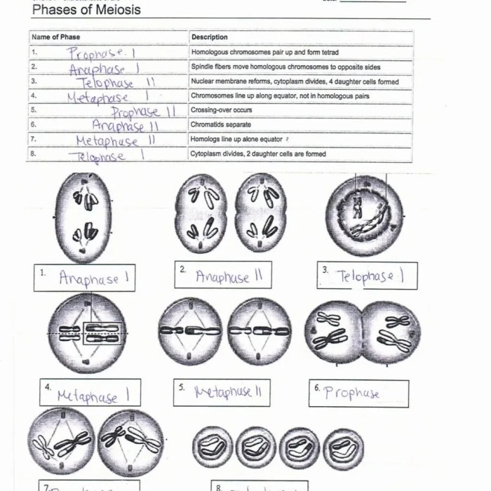 Meiosis practice worksheet answer key