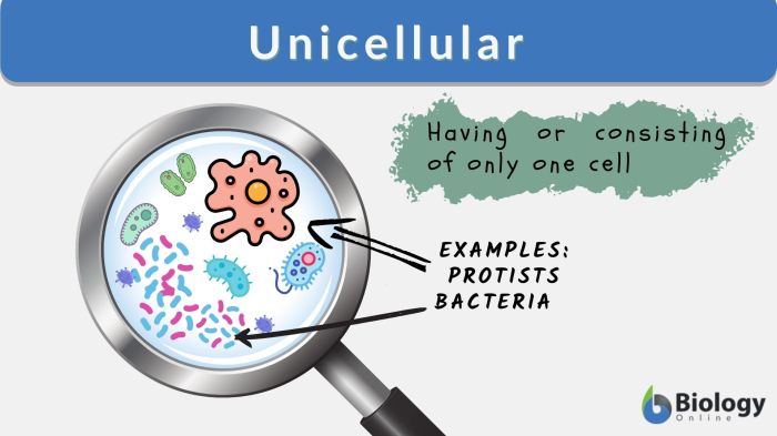 Is eubacteria multicellular or unicellular