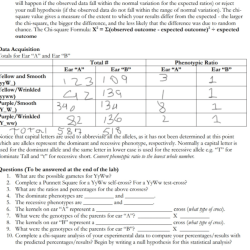 Complete dominance mendelian genetics worksheet answer key