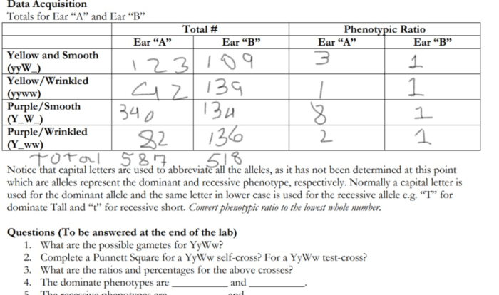 Complete dominance mendelian genetics worksheet answer key